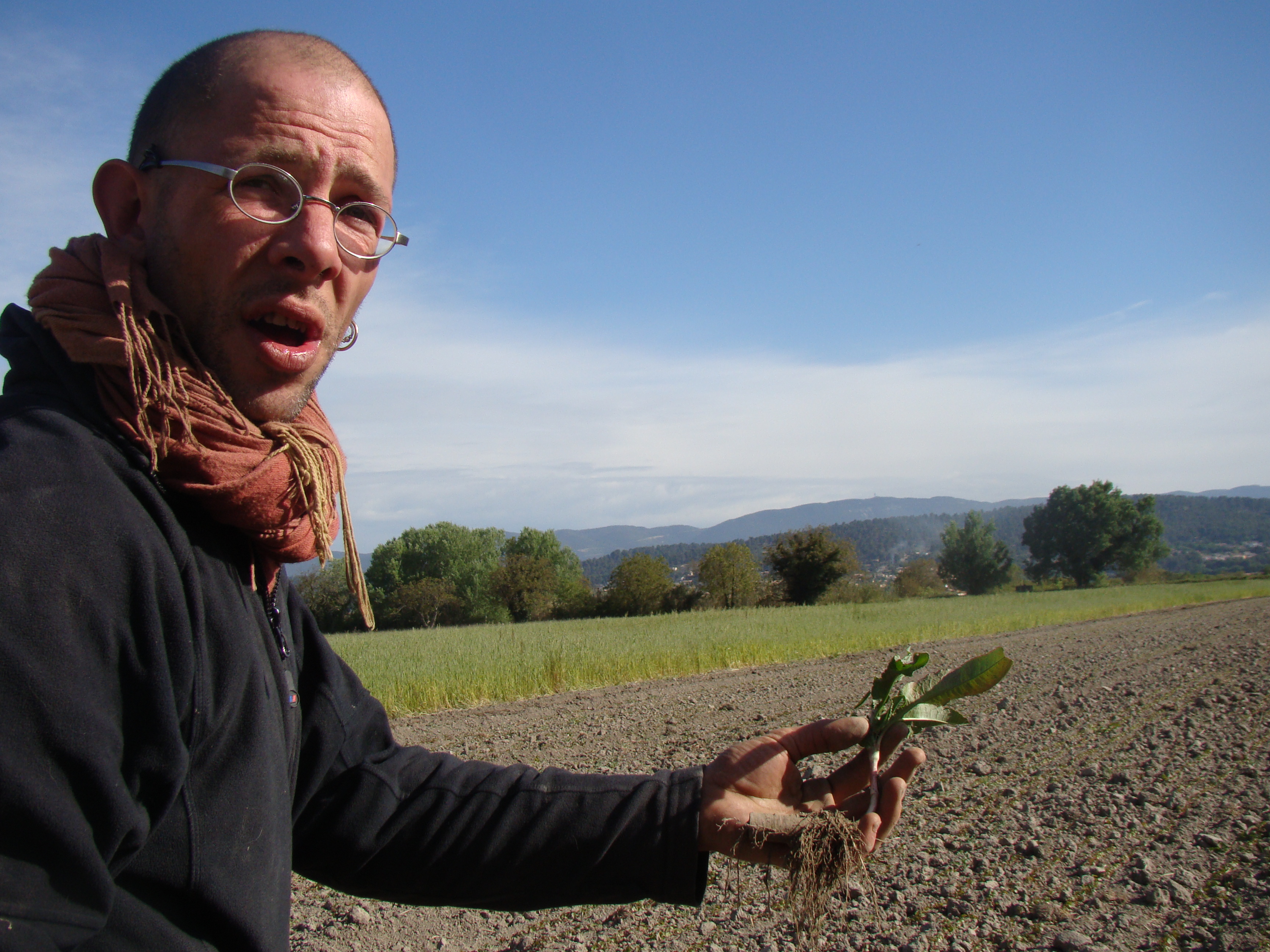 Lutte contre les rumex dans les champs de Benoit
